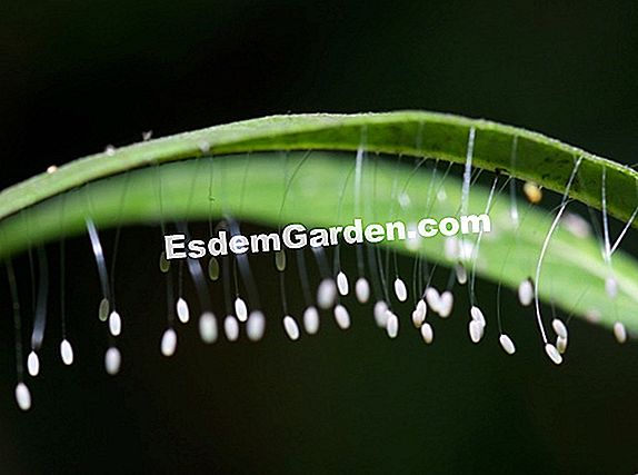 Các lacewing, một côn trùng phụ trợ hữu ích: lacewings