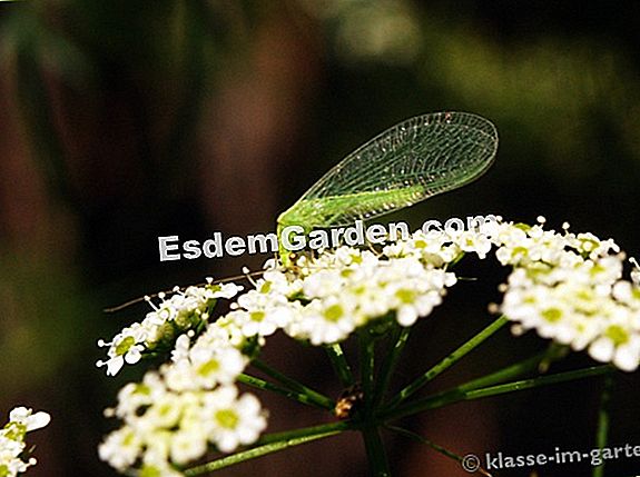 Các lacewing, một côn trùng phụ trợ hữu ích: lacewings