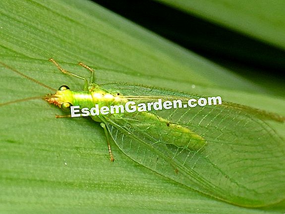 Các lacewing, một côn trùng phụ trợ hữu ích: lacewings