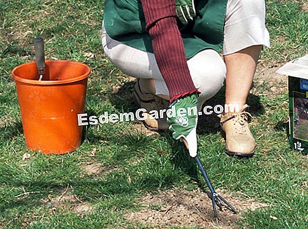 Limpieza a fines del verano: un césped limpio. - (fines) Limpieza a fines del verano: un césped limpio.