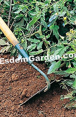 Memo de grădinărit organic din ianuarie până în iunie: gesturile bune din grădină sau din livadă - (grădinărit) Binetă pe pământ neșters