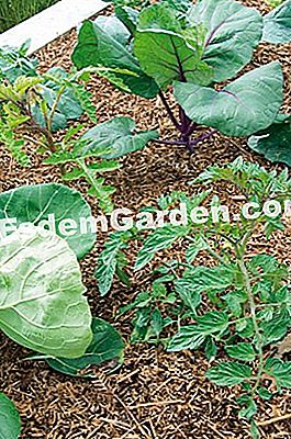 Memo de grădinărit organic din ianuarie până în iunie: gesturile bune din grădină sau din livadă - (organic) Mulching în grădină